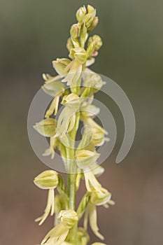 The detail of the orchid of man, Orchis anthropophora, known as the orchid of the hanged man. Spain