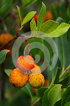 detail of an organic strawberry fruit tree, Autumn. Oeiras, Portugal.