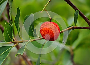 detail of an organic strawberry fruit tree, Autumn. Oeiras, Portugal.