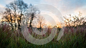 Detail of ornamental grass against the setting colorful sky. Chinese Miscanthus. Miscanthus sinensis