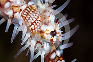 Detail of Ornate Ghost Pipefish