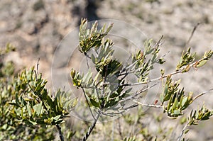 Detail of Osyris lanceolata