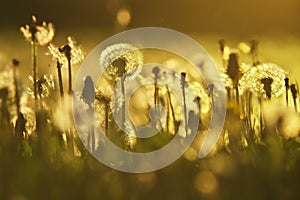 Overblown dandelions meadow