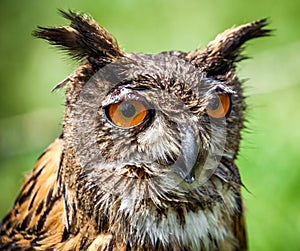 Detail of owl with big orange eyes