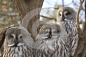 Detail of owls