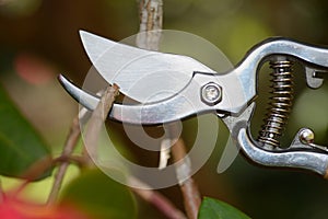 Secateurs at work photo