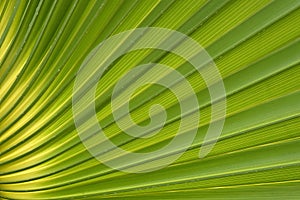 Detail of palm leaf with sun light