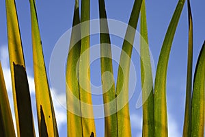 Detail of palm leaf with sun light