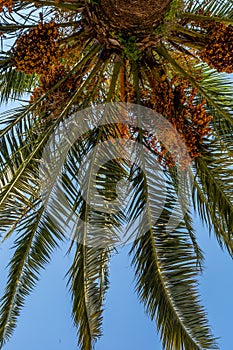 Detail of palm leaves on blue sky