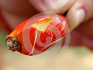 Detail of palm oil fruit