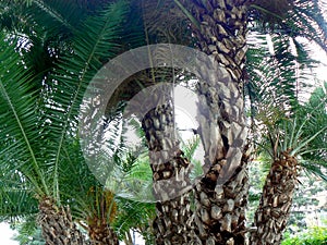 detail of palm tree with branches and leaves