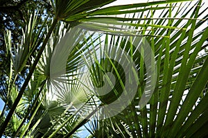 Detail of palm tree leaves