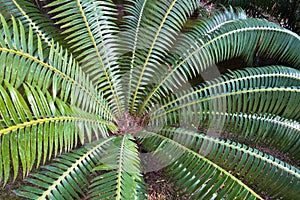 Detail of palm tree leaves at garden in Cagliari, Sardinia