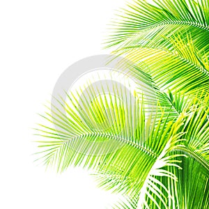 Detail of palm trees green leaf in the wind for summer background ,relax and vacation holiday summer concept