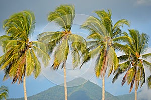 Detail of palm trees, Playa El Espino photo