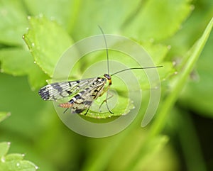 detail of panorpa cognata