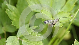 detail of panorpa cognata