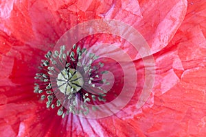 Detail papaver rhoeas