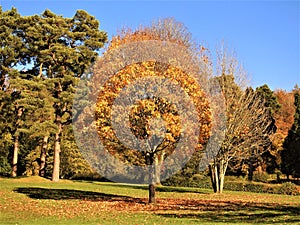 A detail of a park with yellowish tree