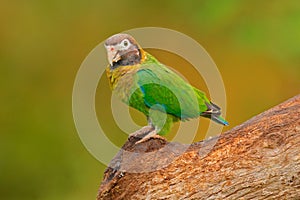 Detail of parrot head. Brown-hooded Parrot, Pionopsitta haematotis, portrait of light green parrot with brown head. Detail close-