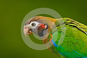 Detail of parrot head. Brown-hooded Parrot, Pionopsitta haematotis, portrait of light green parrot with brown head. Detail close-