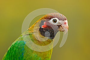 Detail of parrot head. Brown-hooded Parrot, Pionopsitta haematotis, portrait of light green parrot with brown head. Detail close-