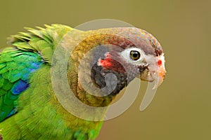 Detail of parrot head. Brown-hooded Parrot, Pionopsitta haematotis, portrait of light green parrot with brown head. Detail close-
