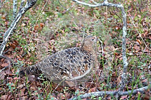 Detail of Partridge in Taiga Forest