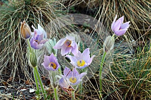 Detail of the pasqueflower