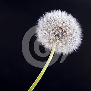 The Detail of past bloom dandelion on black blur background