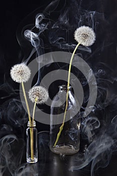 The Detail of past bloom dandelion with smoke on black blur background