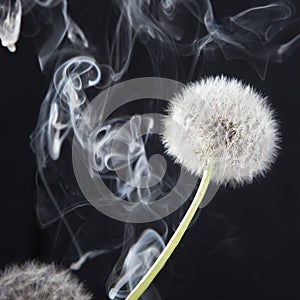 The Detail of past bloom dandelion with smoke on black blur background