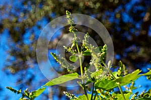 Detail of patchouli flowers