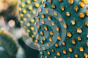 Detail of the pattern formed by the yellow glochids of an opuntia microdasys