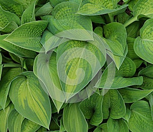 Detail of pattern in green leaf of Hosta