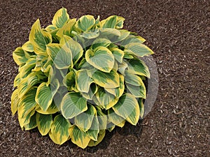 Detail of pattern in green and yellow leaf of Hosta