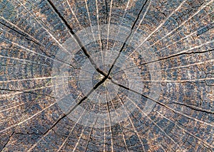 A detail pattern of wood log