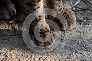 Detail of about the paws of an Iberian lynx Lynx pardinus