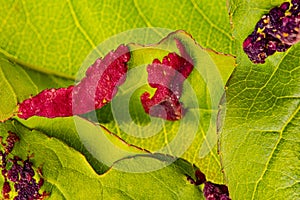 Detail of peach leaves with leaf curl Taphrina deformans disease