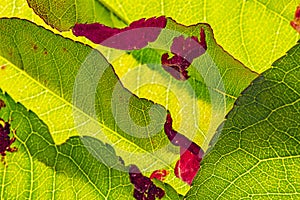 Detail of peach leaves with leaf curl Taphrina deformans disease
