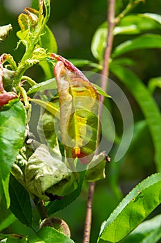 Detail of peach leaves with leaf curl, Taphrina deformans, disease. Leaf disease outbreak contact the tree leaves