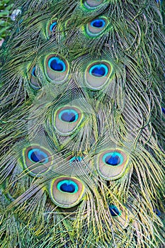 Detail of Peacock Feather