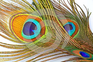 Detail of peacock feather