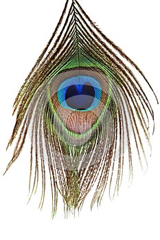 Detail of peacock feather eye