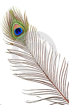 Detail of peacock feather eye