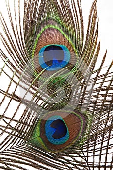 Detail of peacock feather eye