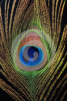 Detail of peacock feather eye