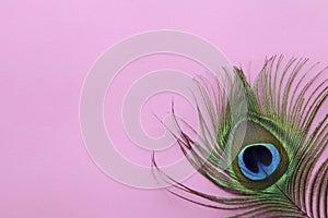 Detail of peacock feather eye on a pink background. Luxury Abstract Texture for Peafowl wallpaper, pink blue-green color. Indian