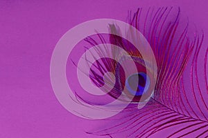 Detail of peacock feather eye on a pink background. Luxury Abstract Texture for Peafowl wallpaper, pink blue-green color. Indian