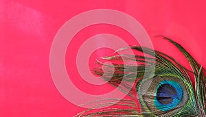 Detail of peacock feather eye on red background